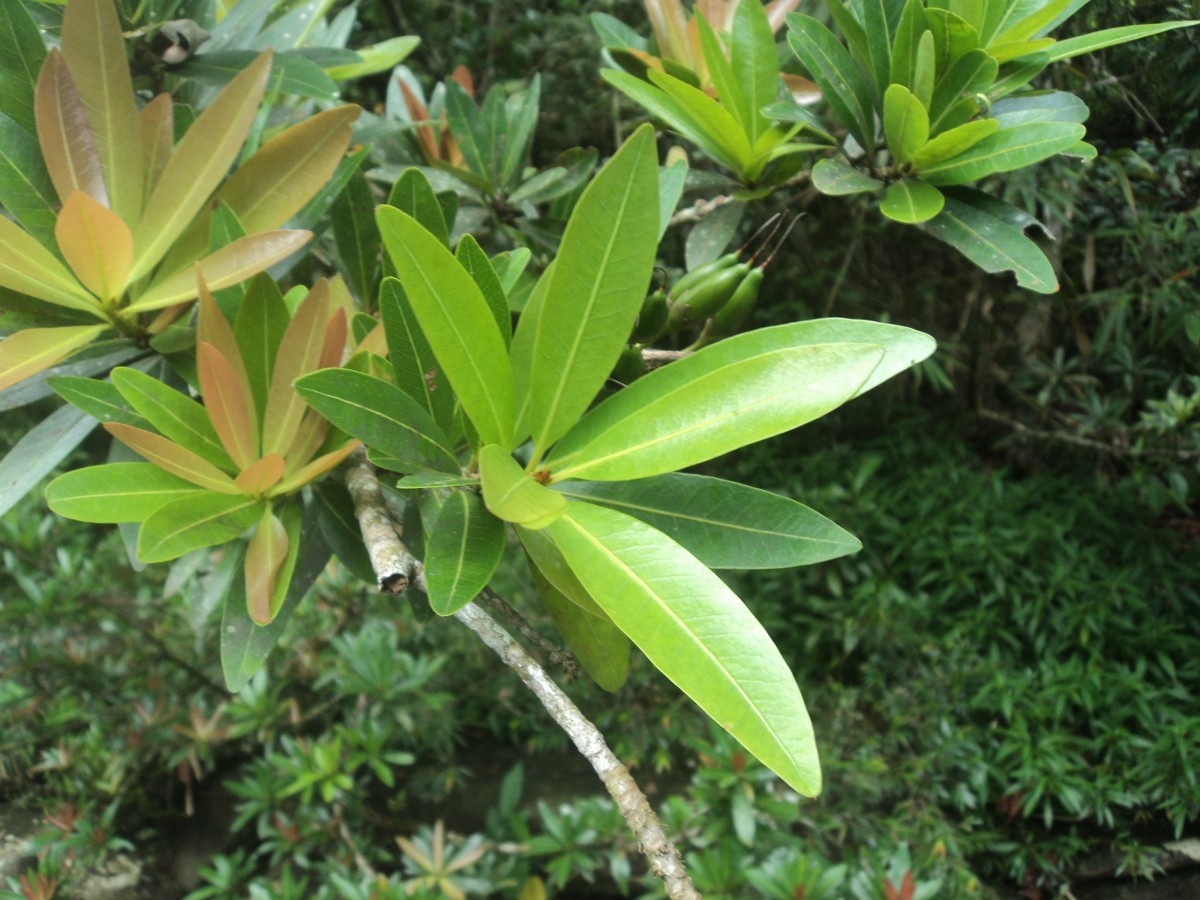 Madhuca neriifolia (Moon) H.J.Lam